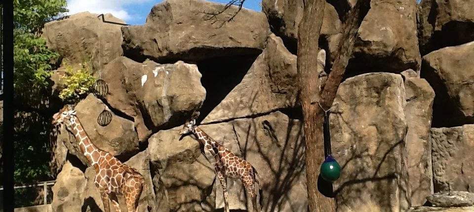 Wizyta w filadelfijskim ZOO