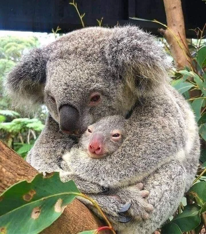 Pożary w Australii