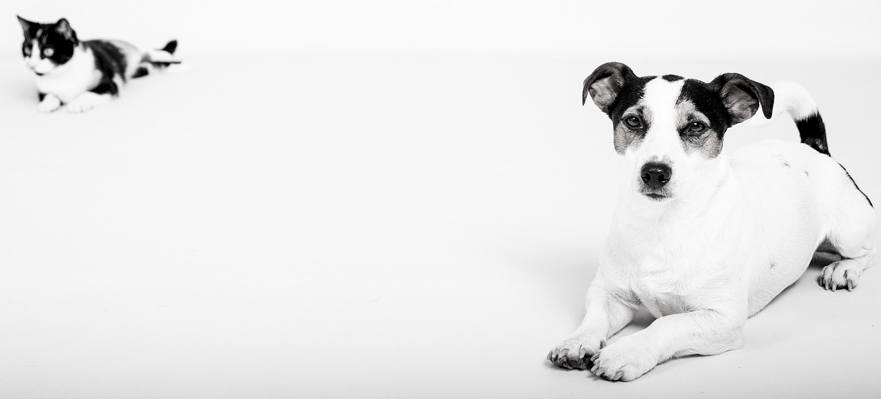 WRZUĆ NAKRĘTKĘ – POMÓŻ ZWIERZAKOM!